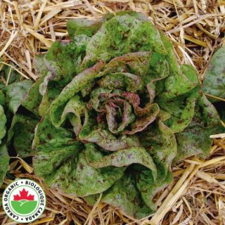 Speckles Organic Lettuce Thumbnail